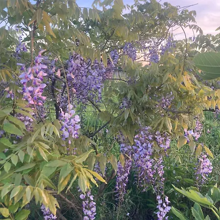 Lantställe La D Amis Saint-Caprais-de-Bordeaux